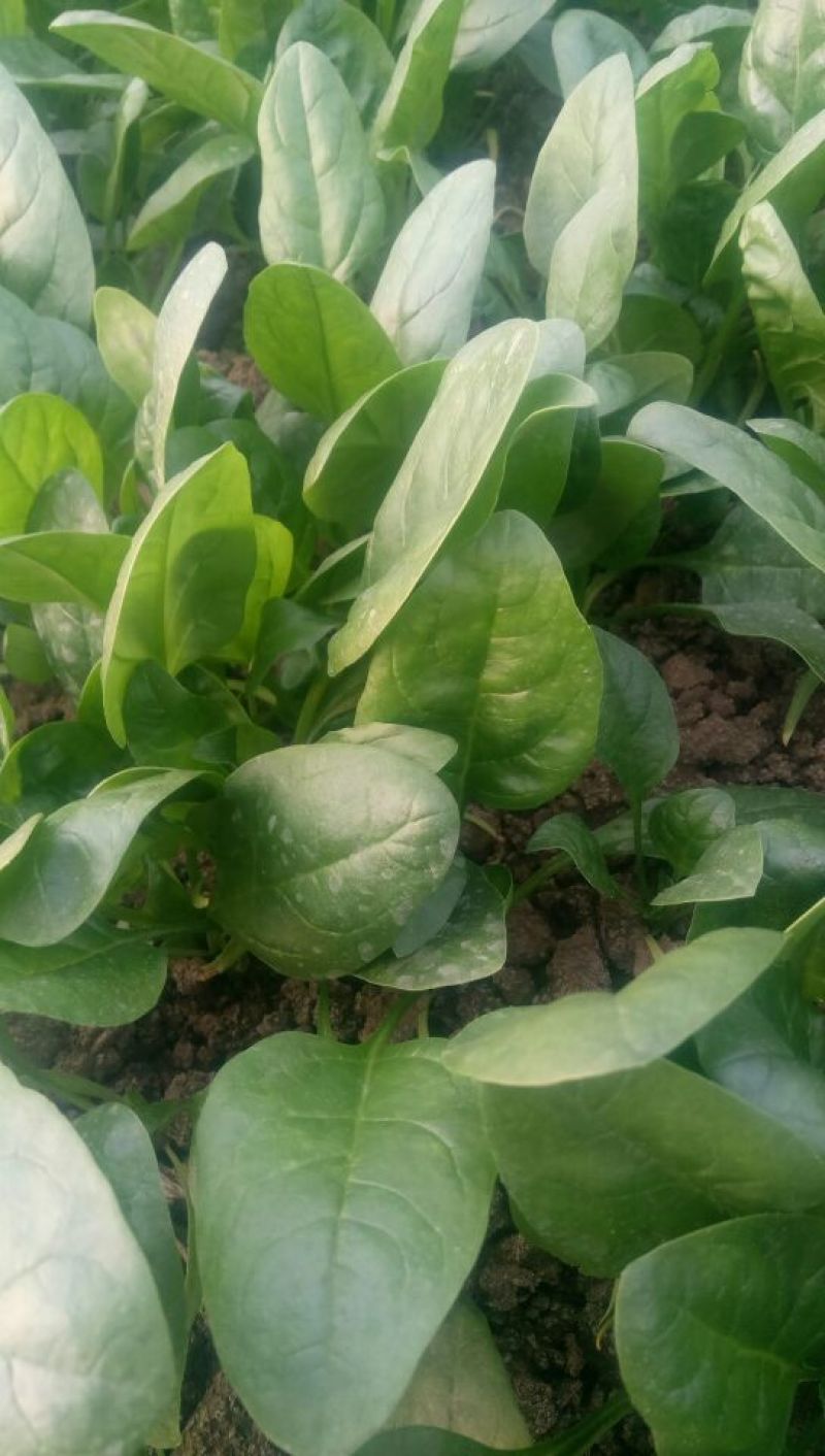 全能菠菜10~15厘米