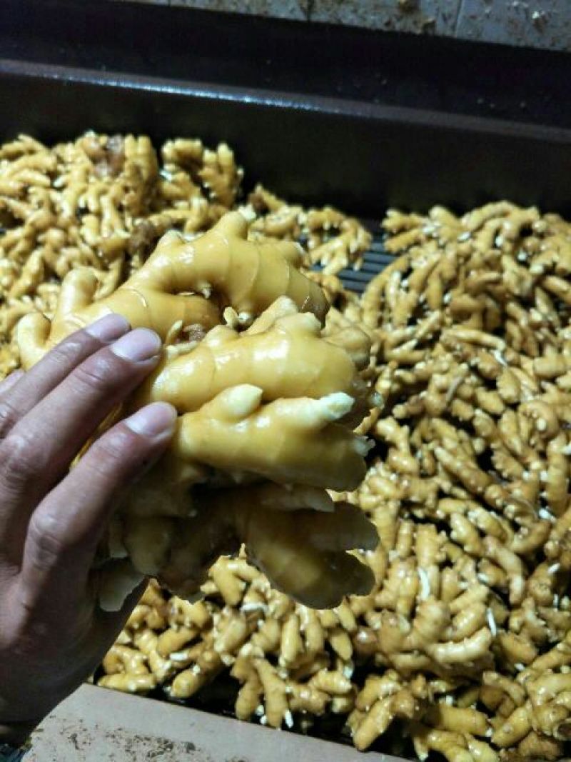 山东大黄姜不带土6两以上保证质量可视频看货