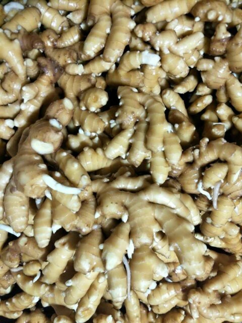 山东大黄姜不带土6两以上保证质量可视频看货