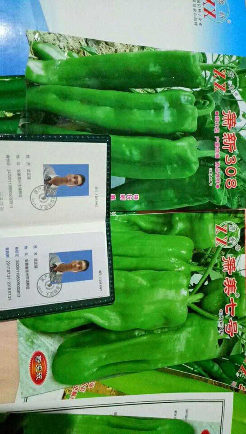 线椒种子97%以上
