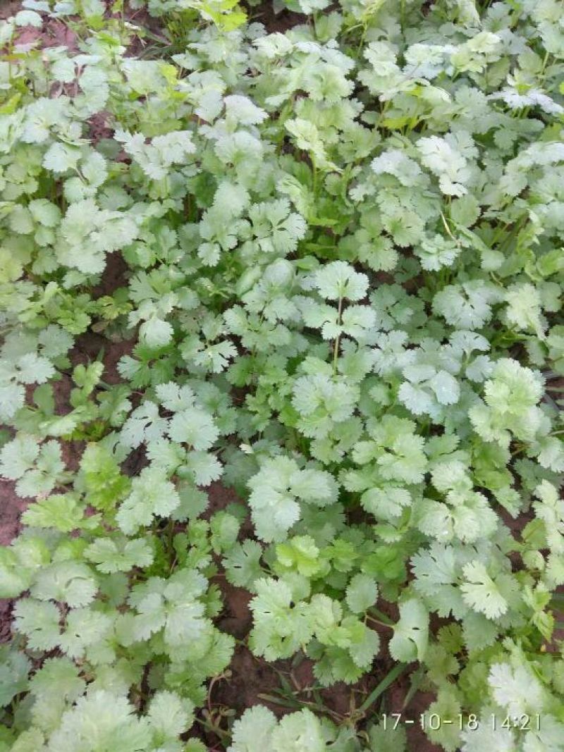 精品菠菜20一25厘米