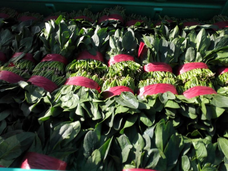 成武县大棚里精品菠菜20一25厘米
