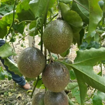 百香果苗30~50cm