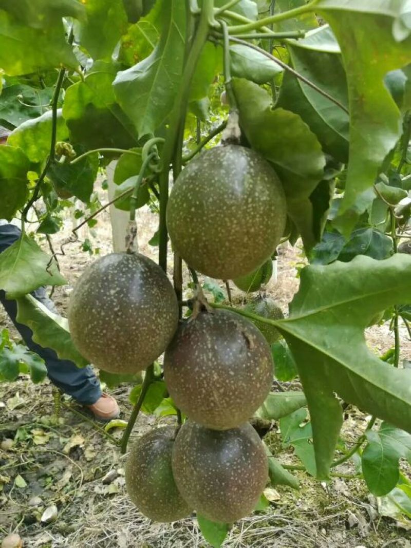 百香果苗30~50cm