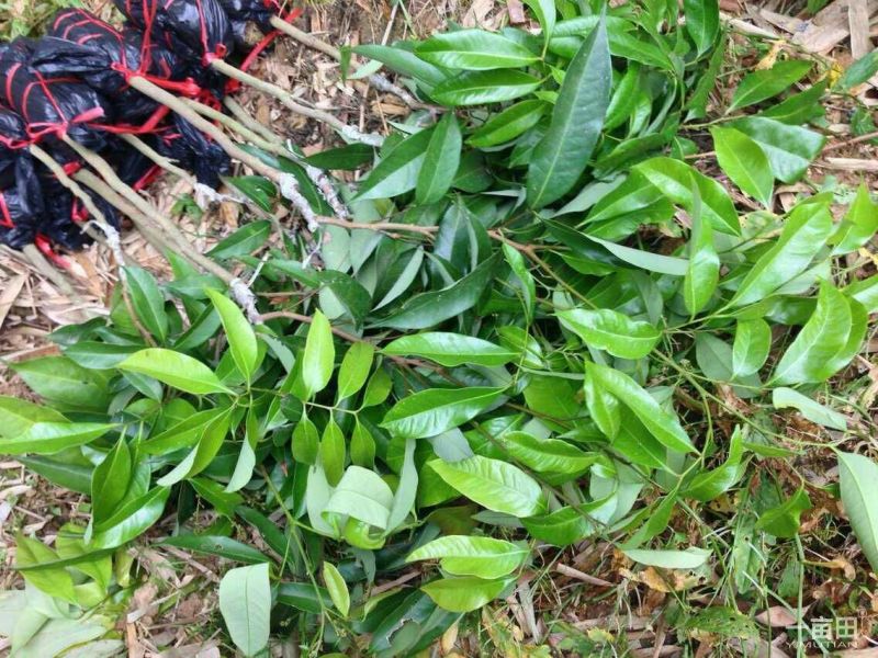 无核荔枝苗80~100cm