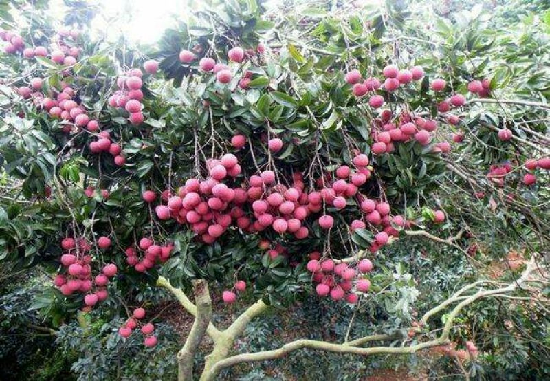 无核荔枝苗80~100cm