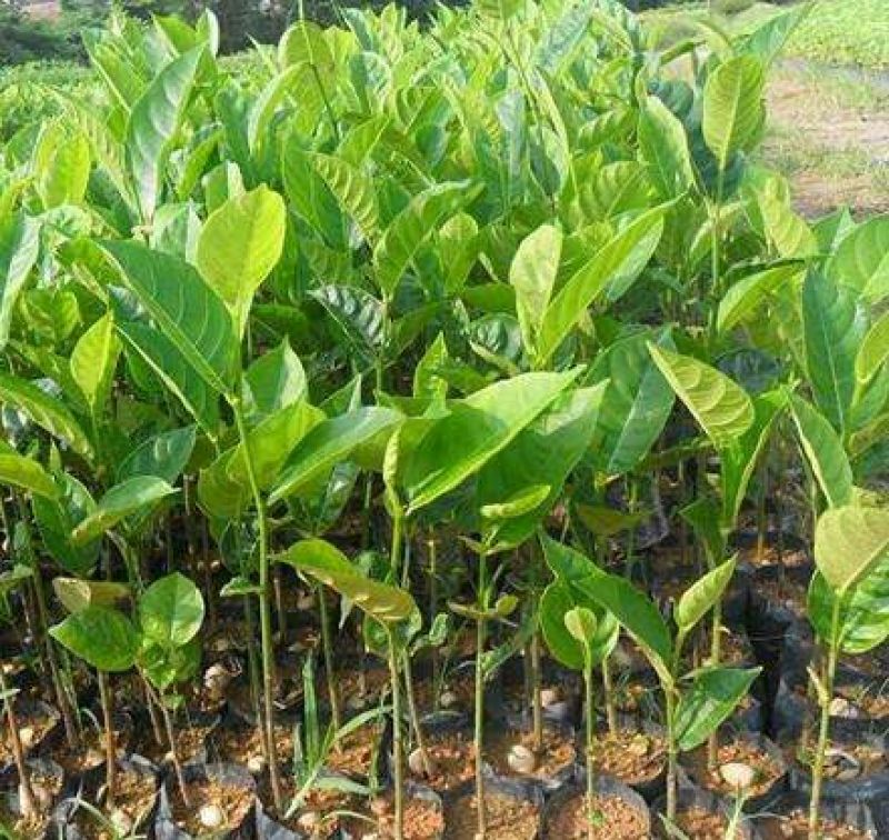 1号菠萝蜜苗稿接树