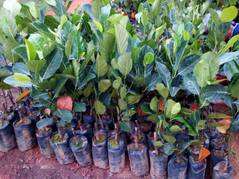1号菠萝蜜苗稿接树