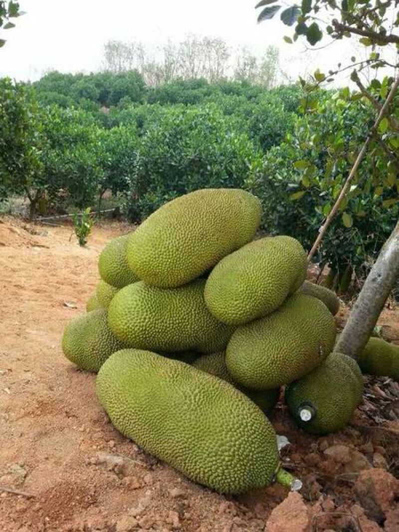 1号菠萝蜜苗稿接树