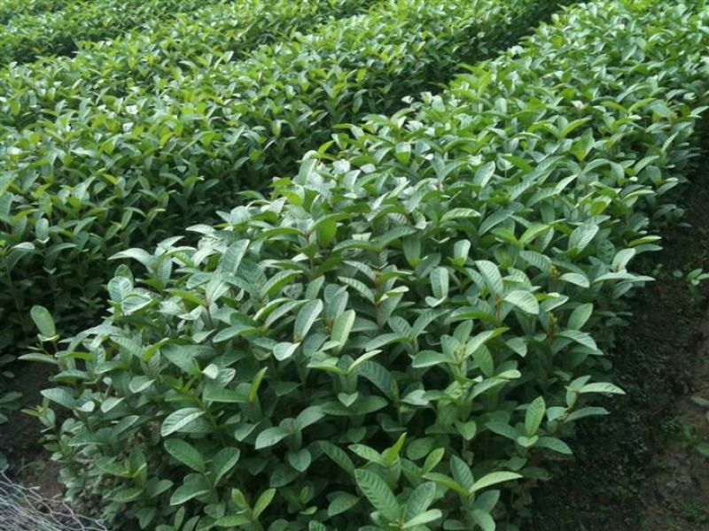 西瓜番石榴苗80~100cm
