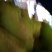 菠萝蜜10~35公斤青皮小果大量供应