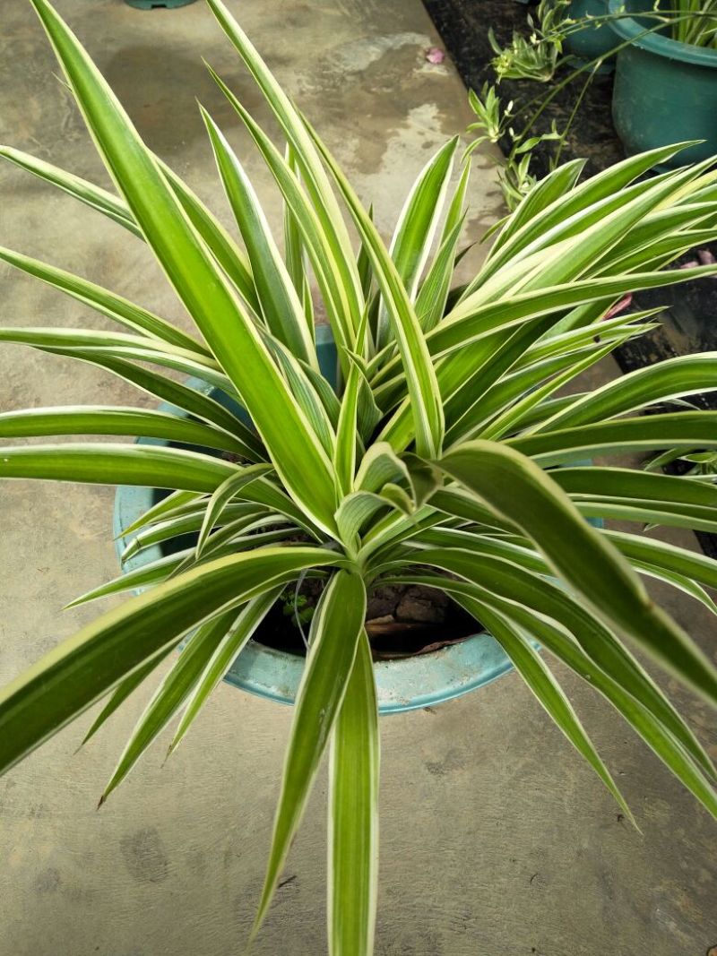 吊兰30~50cm