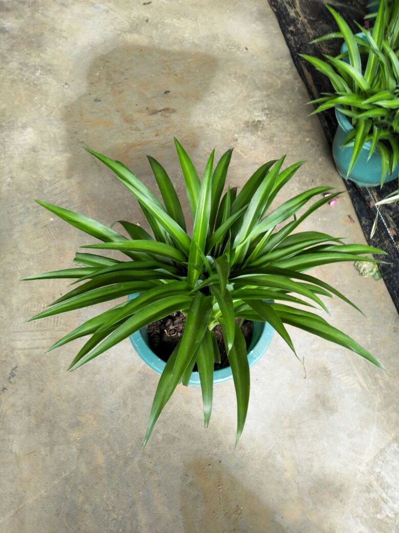 吊兰30~50cm