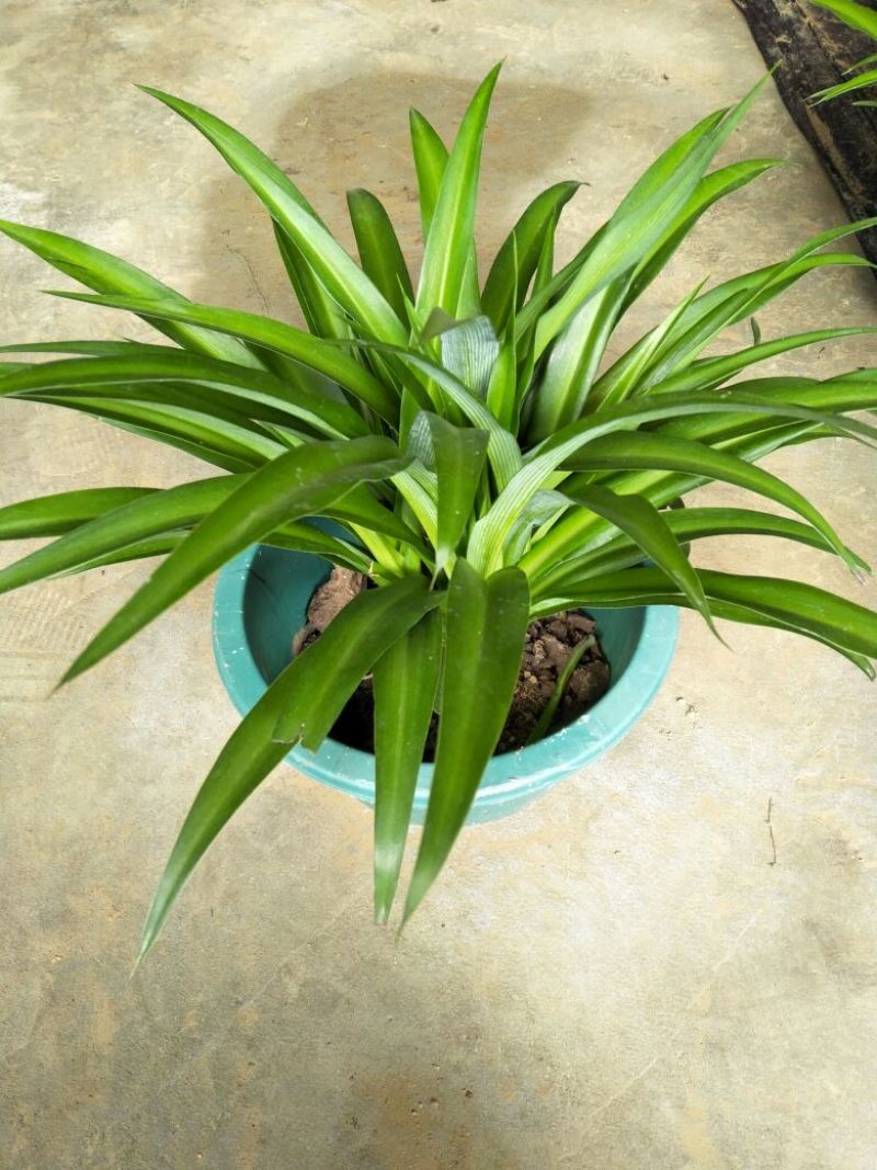 吊兰30~50cm