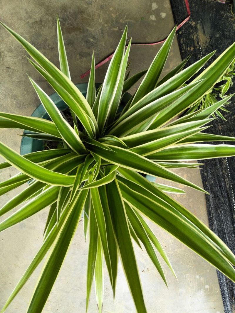吊兰30~50cm