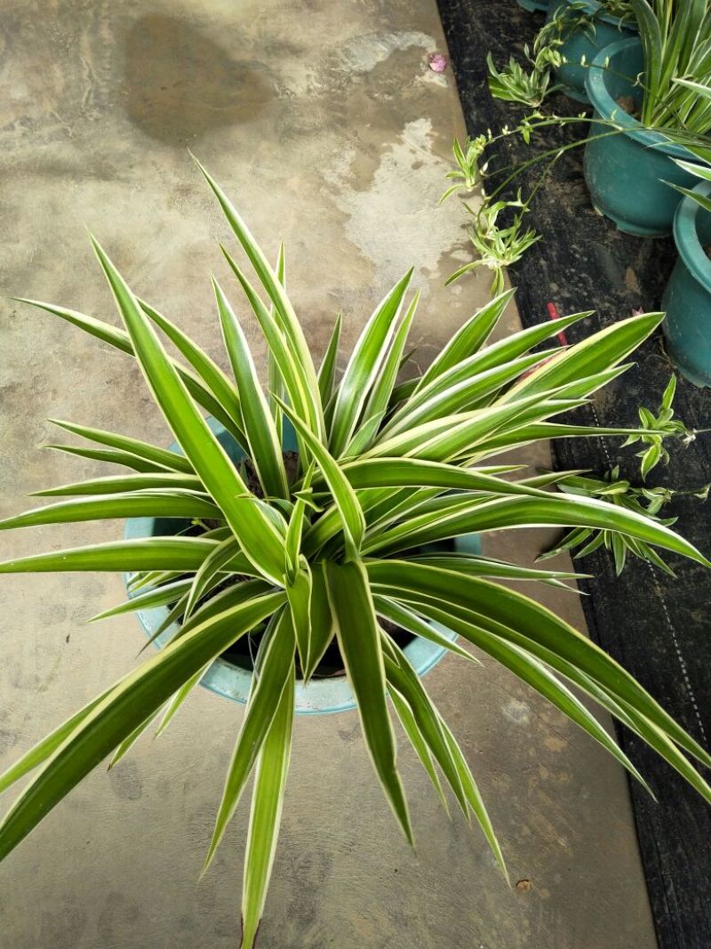 吊兰30~50cm