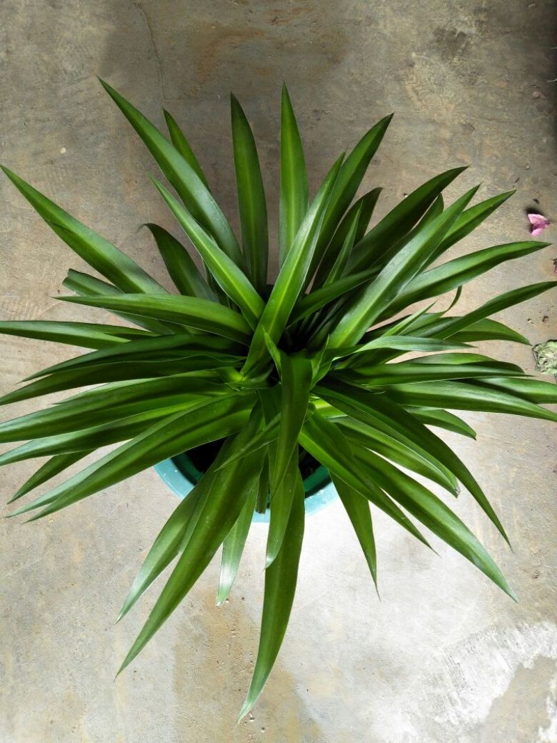 吊兰30~50cm