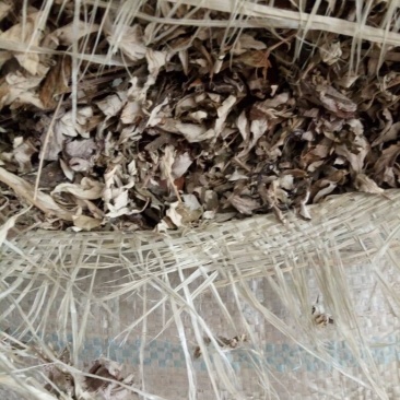 艾叶河南野生支持线上保障交易可视频看货