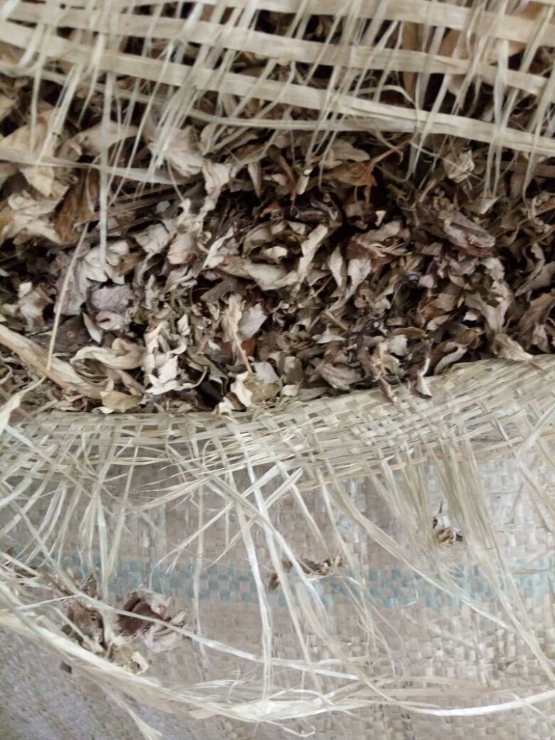 艾叶河南野生支持线上保障交易可视频看货