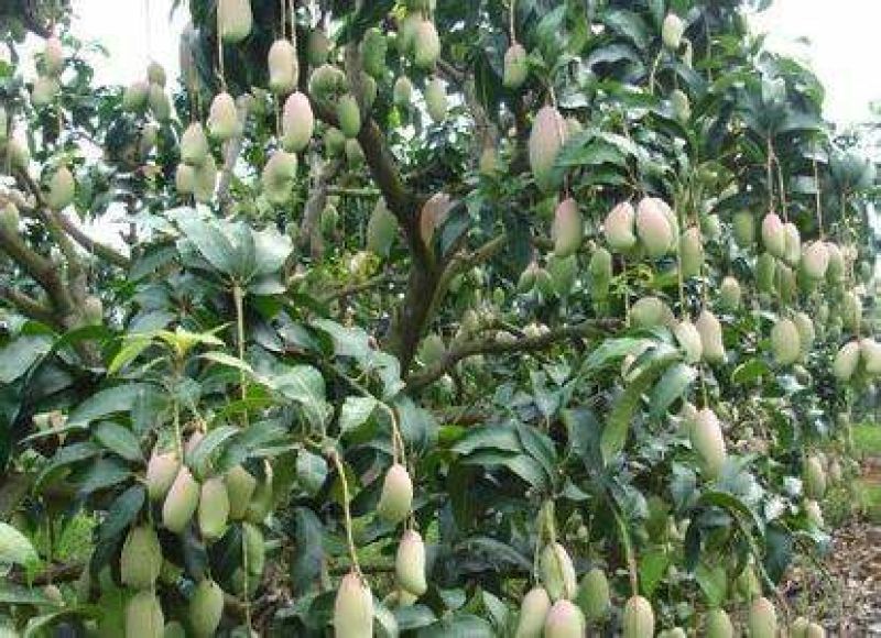 芒果苗1m以下