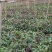 芒果苗1m以下