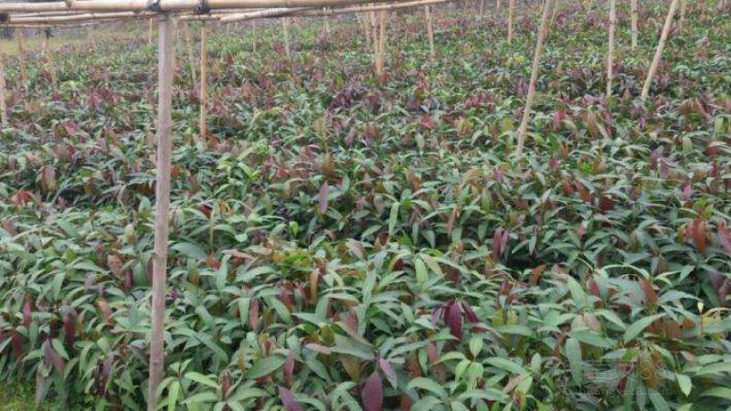 芒果苗1m以下