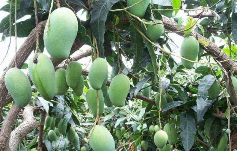 金煌芒树苗1m以下