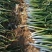 长白大葱净葱3cm左右30~40cm河北大葱