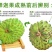 番荔枝苗30~50cm