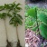 番荔枝苗30~50cm