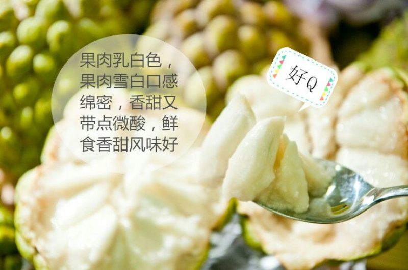番荔枝苗30~50cm