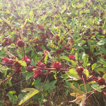 玫瑰茄