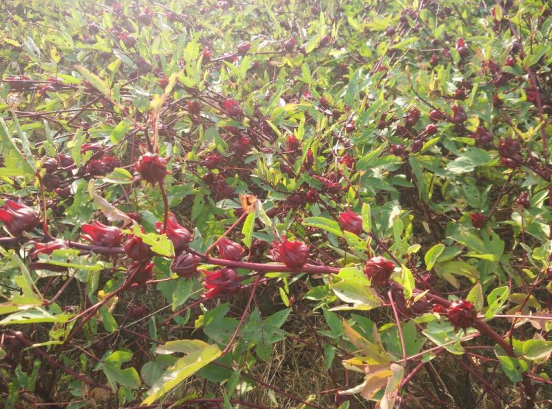 玫瑰茄