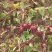 玫瑰茄