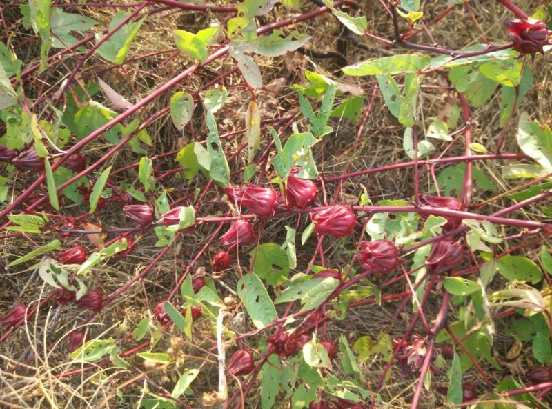 玫瑰茄