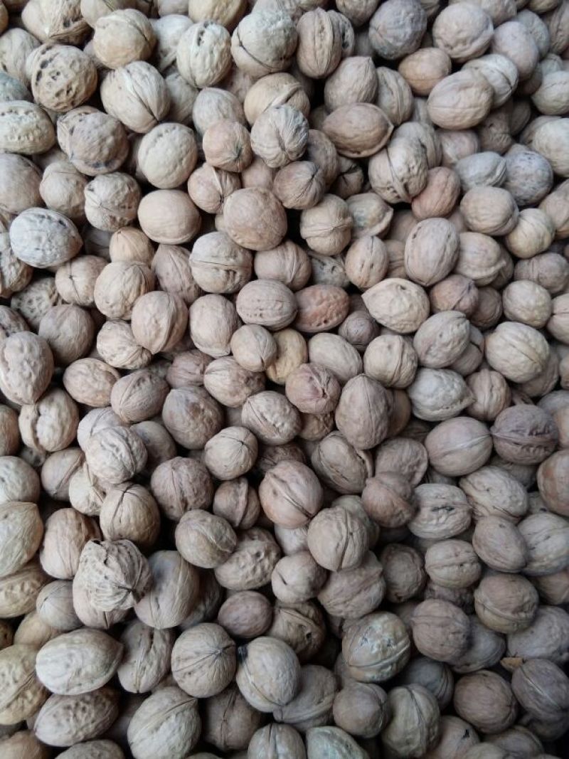 新疆薄皮核桃去皮25~30mm干