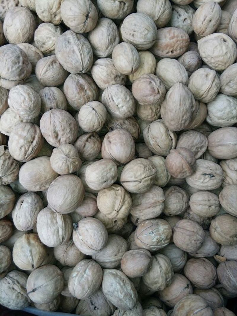 新疆薄皮核桃去皮25~30mm干
