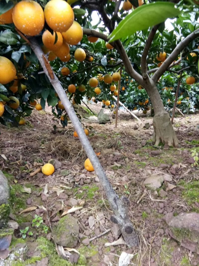 冰糖柑5~5.5cm