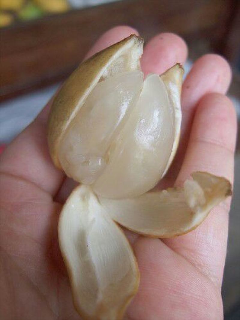黄皮果苗20~30cmcm