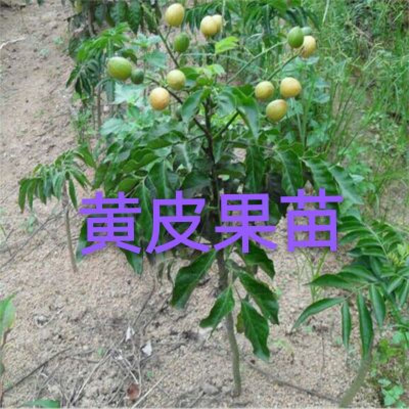 黄皮果苗20~30cmcm