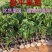 黄皮果苗20~30cmcm