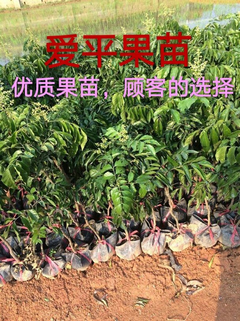 黄皮果苗20~30cmcm