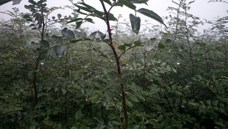 现挖先发大红袍花椒苗当年种植当年结果