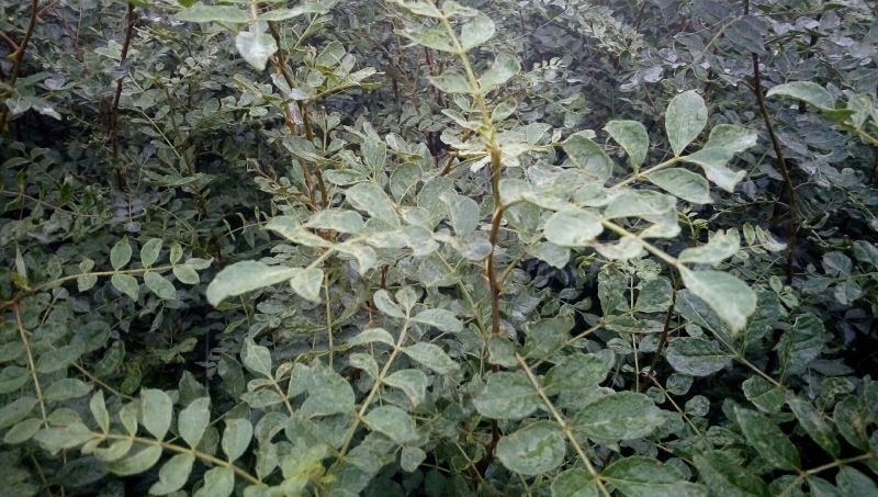 现挖先发大红袍花椒苗当年种植当年结果