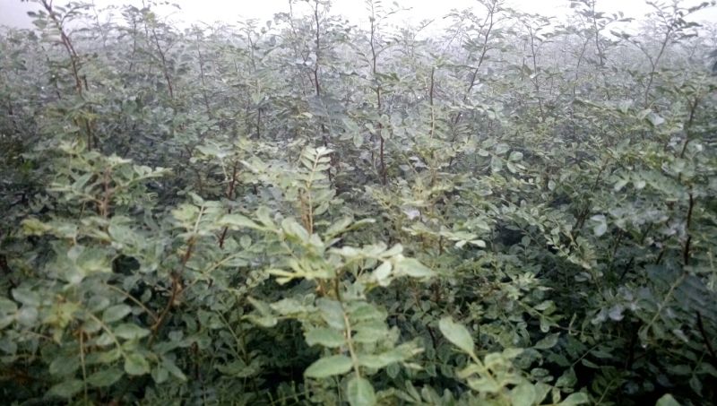 现挖先发大红袍花椒苗当年种植当年结果