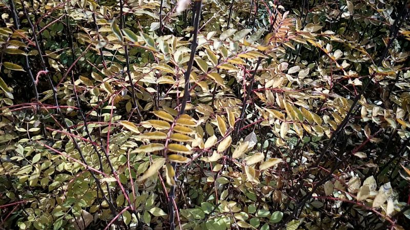 现挖先发大红袍花椒苗当年种植当年结果
