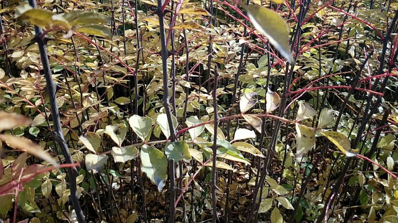 现挖先发大红袍花椒苗当年种植当年结果
