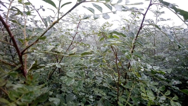 现挖先发大红袍花椒苗当年种植当年结果
