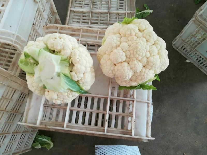 白花菜包装