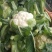 白花菜包装
